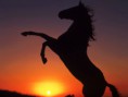 /album/galerie-photos/chevaux-8-jpg/